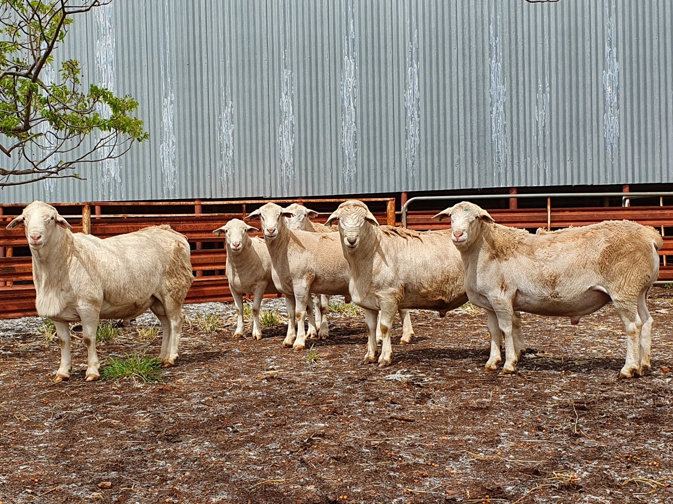 SheepMaster Flock Rams Livestock Sheep Rams For Sale